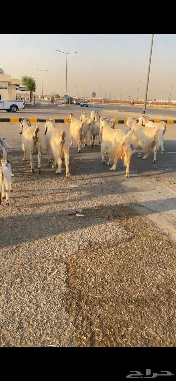 معزا مشاريك دفيع ومتابيع 0