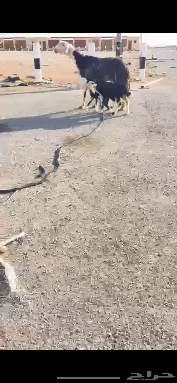 شاه نجديه متوم 0