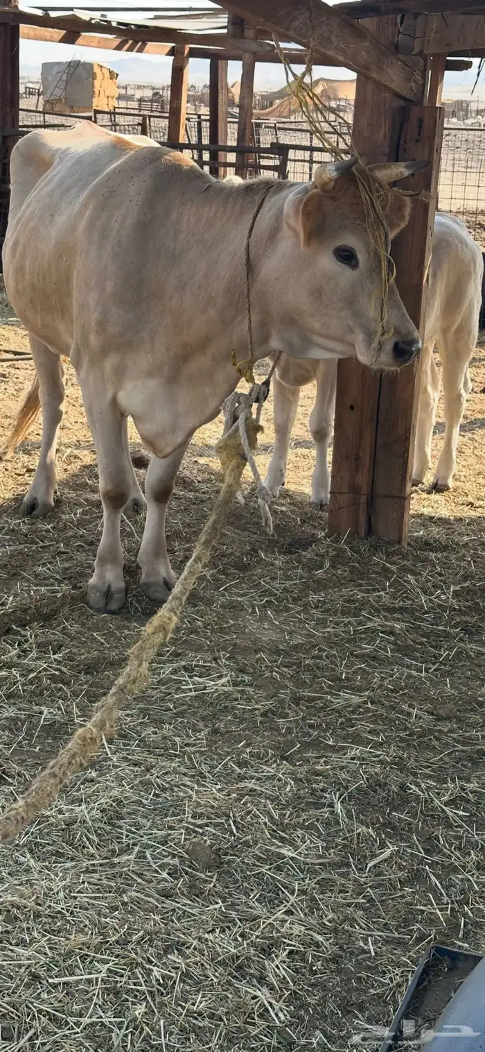 بقرة المانية. 0