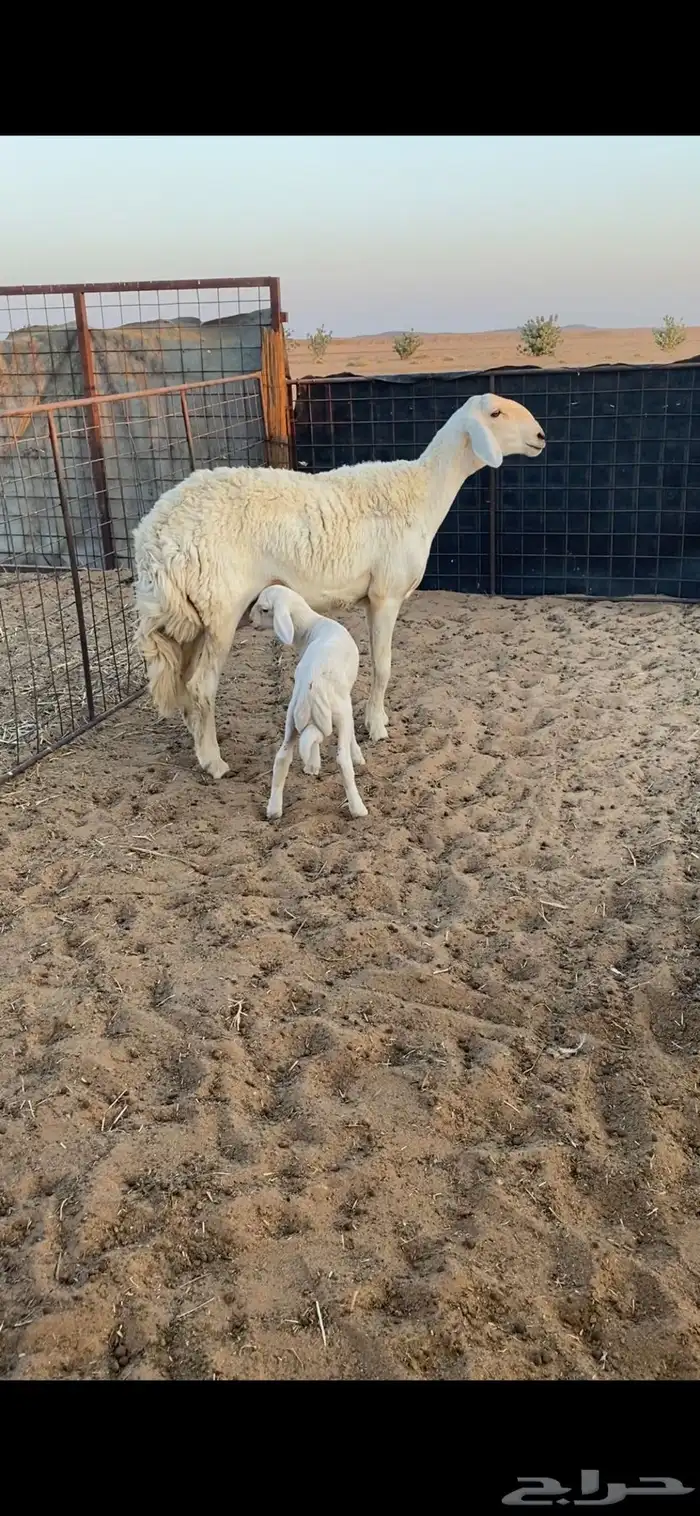 جذعه حريه خلفه صنف الصنف .. 3