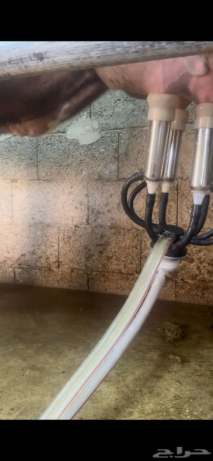 بقره المانيه 4