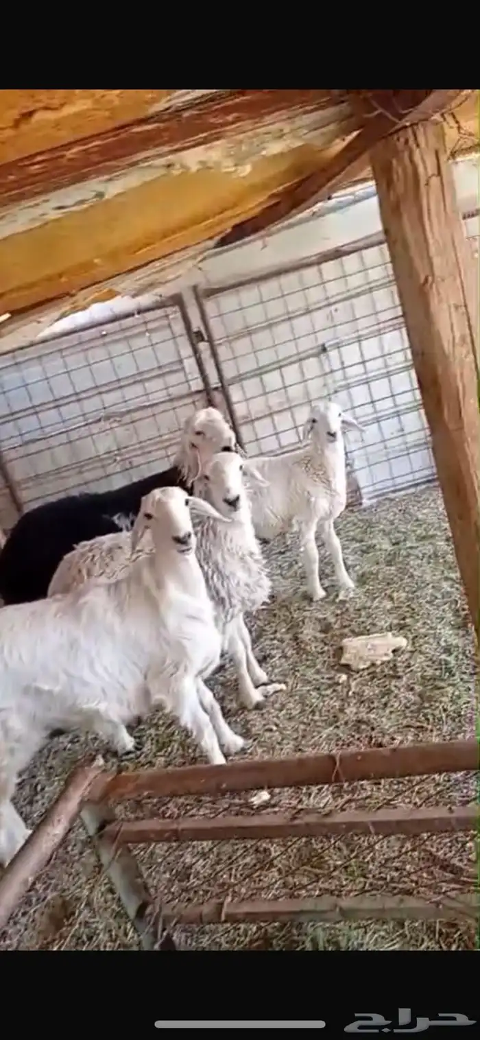 خرفان نجدي خرفان حريه ي ورخل حريه وجفره عارضيه كلها فل شحم 6