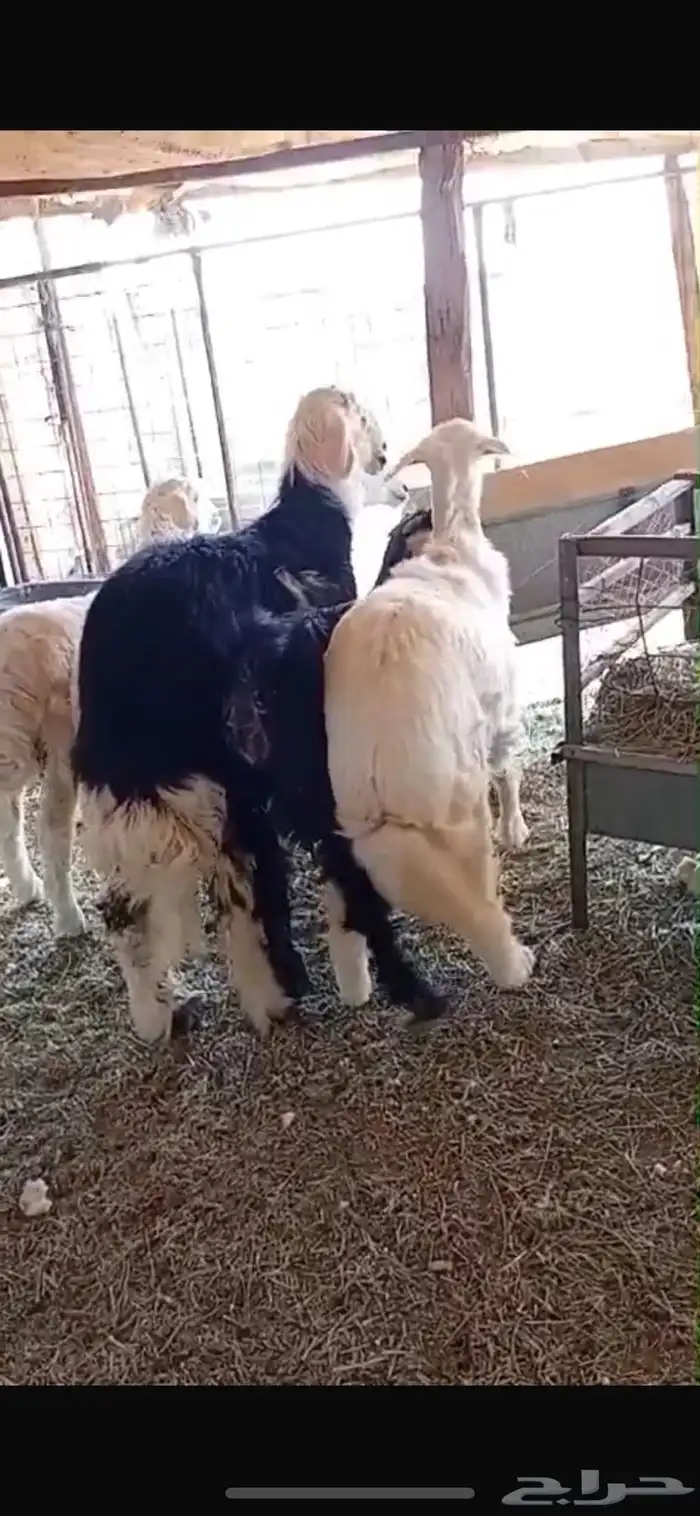 خرفان نجدي خرفان حريه ي ورخل حريه وجفره عارضيه كلها فل شحم 0