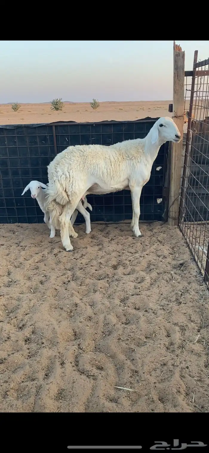 جذعه حريه خلفه صنف الصنف .. 2