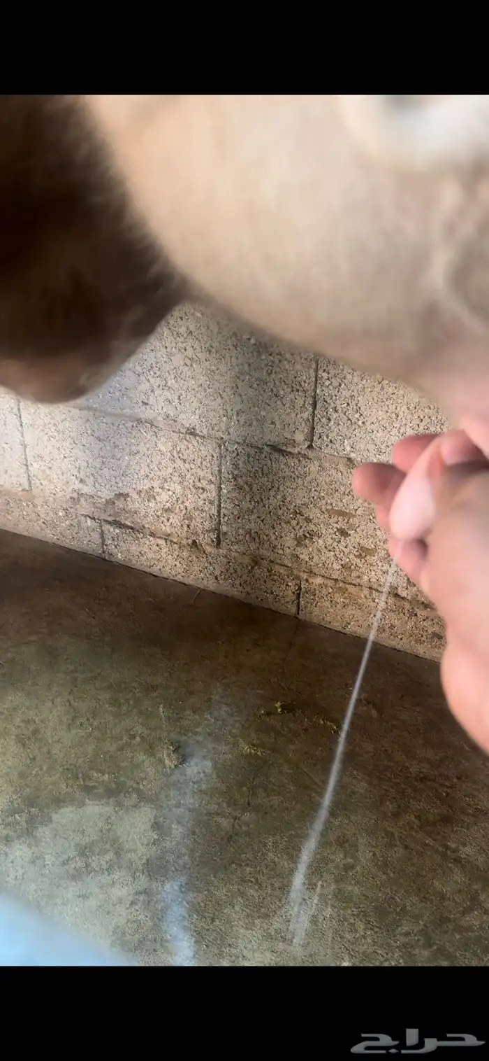 بقره المانيه 3