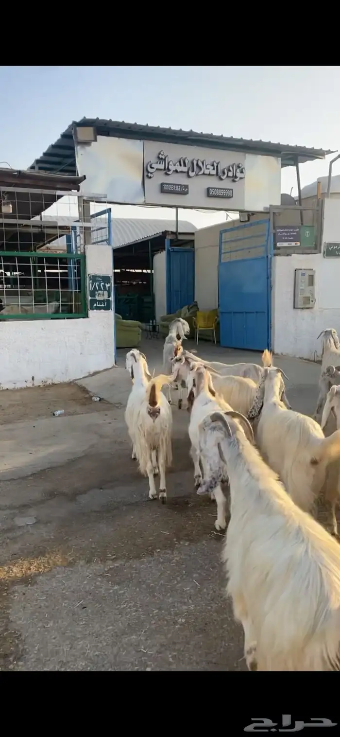 معزا مشاريك دفيع ومتابيع 1