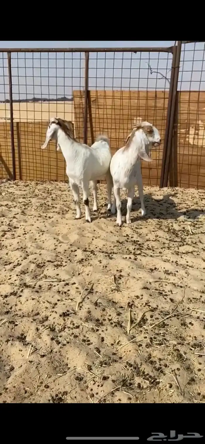 جفار سمان فل 0