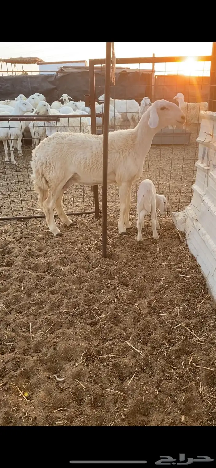 جذعه حريه خلفه صنف الصنف .. 0