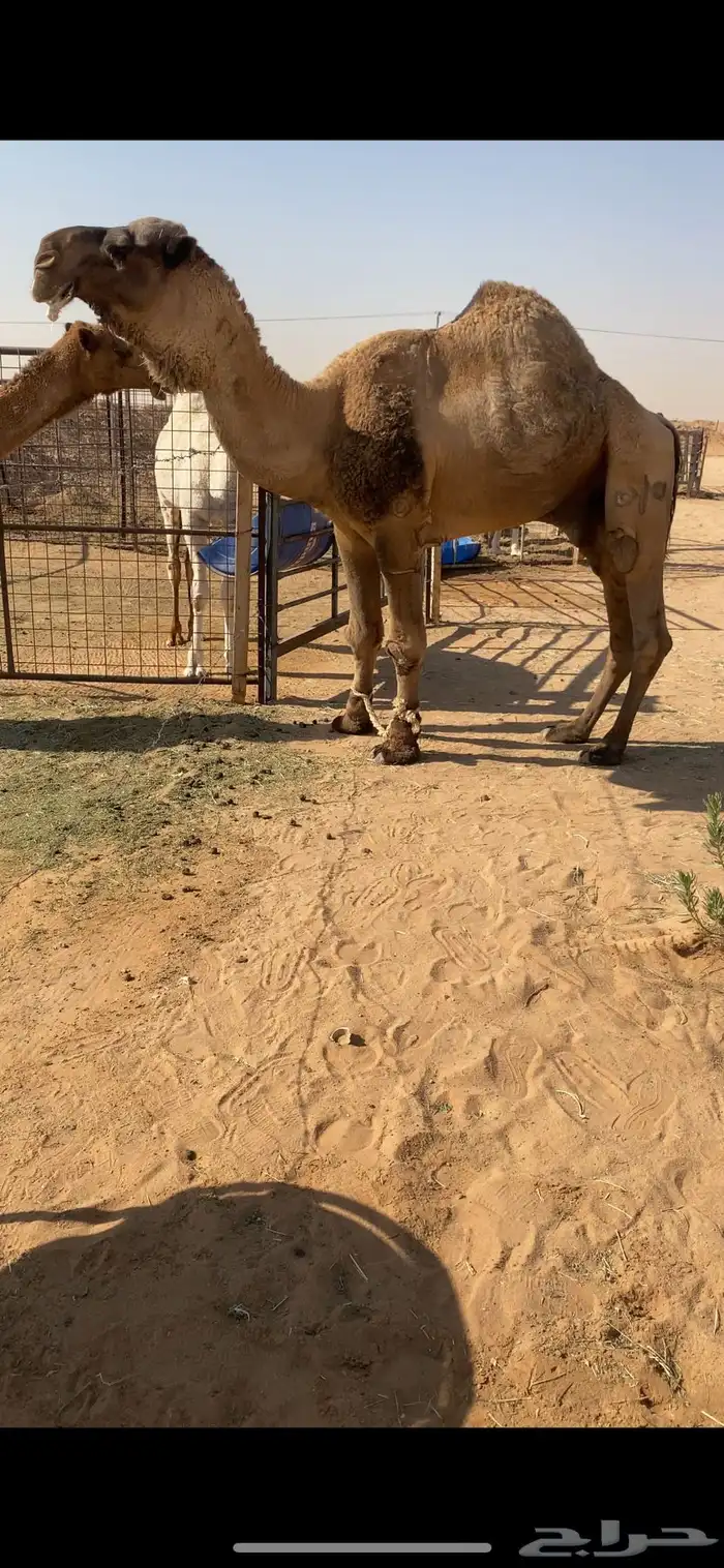 للبيع فحل ولد غرنوق من ابل الامير سلطان بن محمد 0