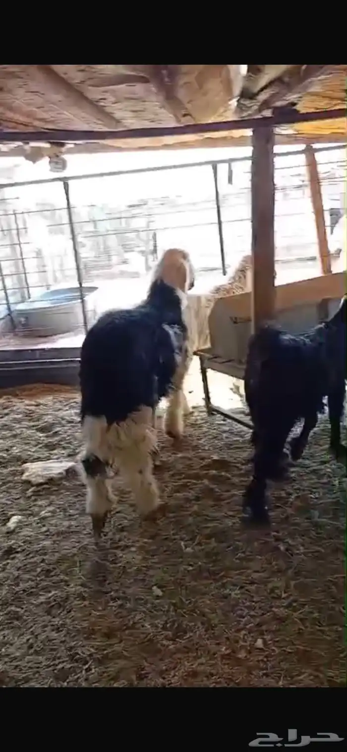 خرفان نجدي خرفان حريه ي ورخل حريه وجفره عارضيه كلها فل شحم 1