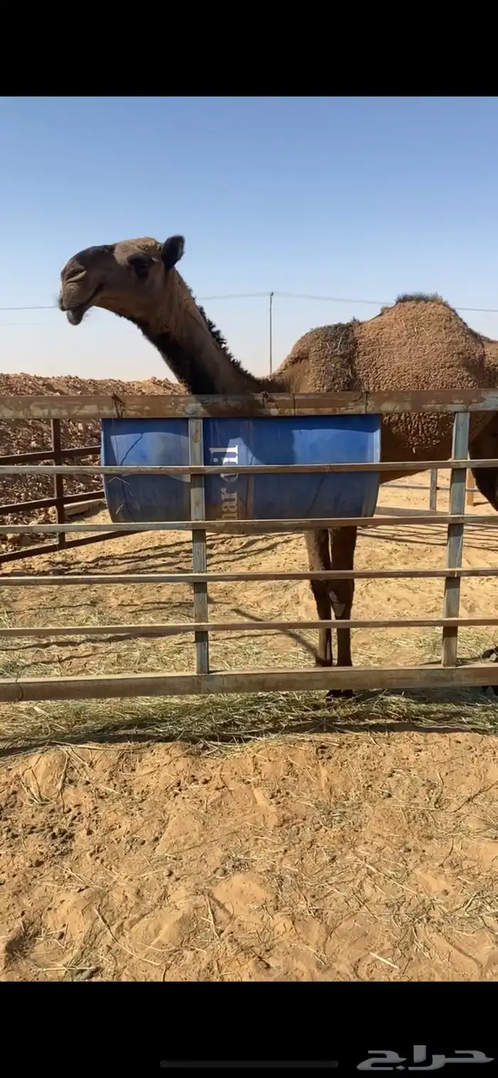 للبيع فحل ولد غرنوق من ابل الامير سلطان بن محمد 4