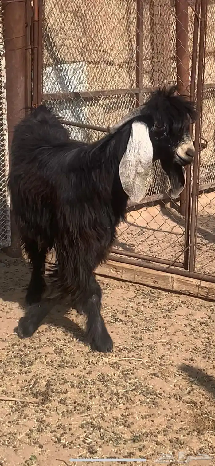 للبيع تيس عارضي جذع العمر 10 شهور تقريبا 6