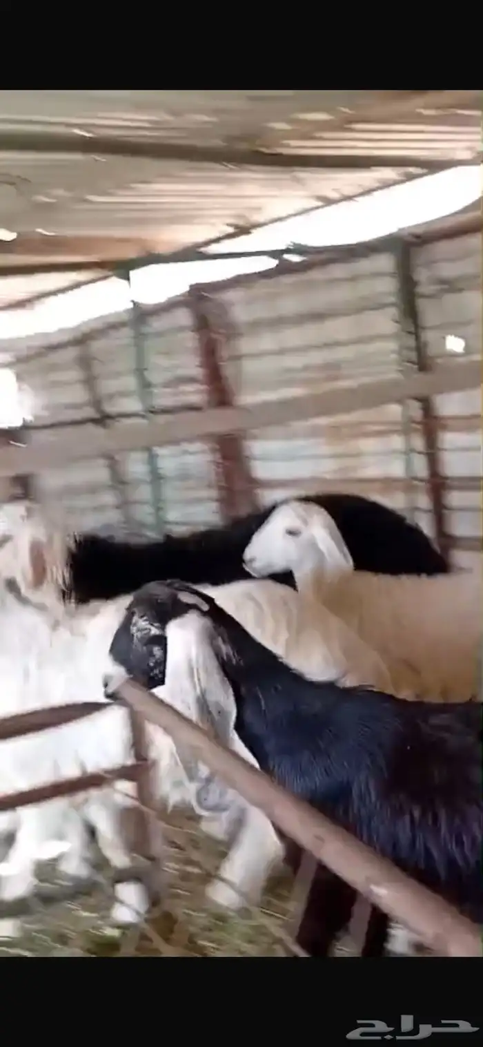 خرفان نجدي خرفان حريه ي ورخل حريه وجفره عارضيه كلها فل شحم 7