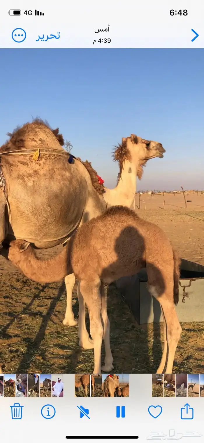 خلفة اركة عليها قعود هدية ولبنها واجد 0