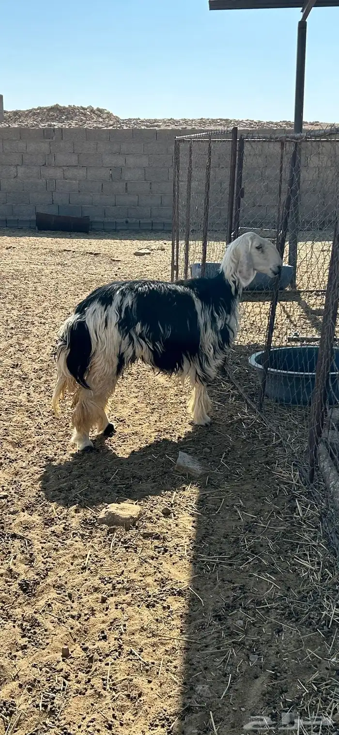 نجديه ثنيه دافع شرط 1