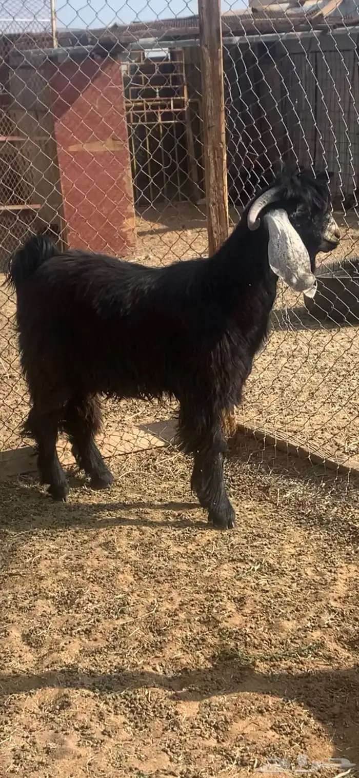 للبيع تيس عارضي جذع العمر 10 شهور تقريبا 2