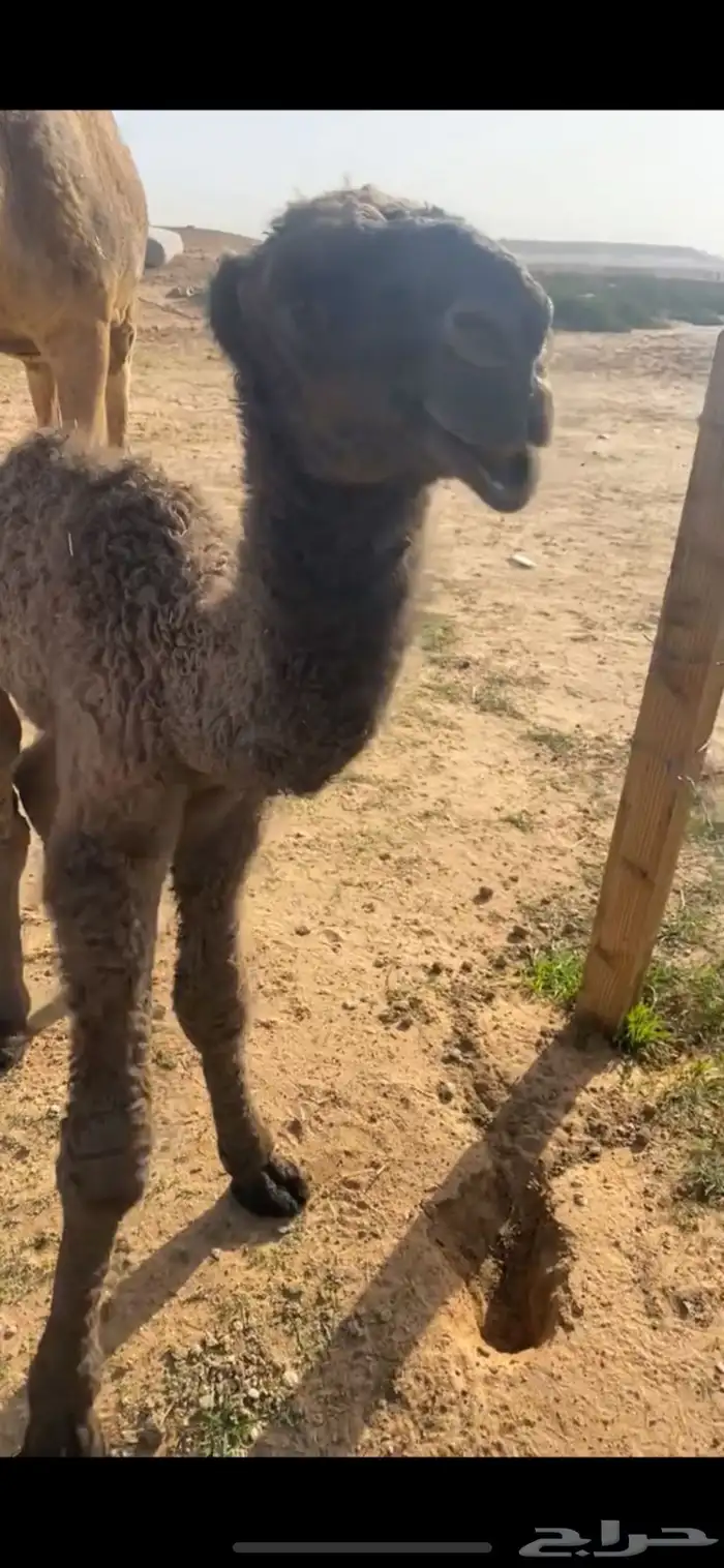 للبيع فحل ولد غرنوق من ابل الامير سلطان بن محمد 6