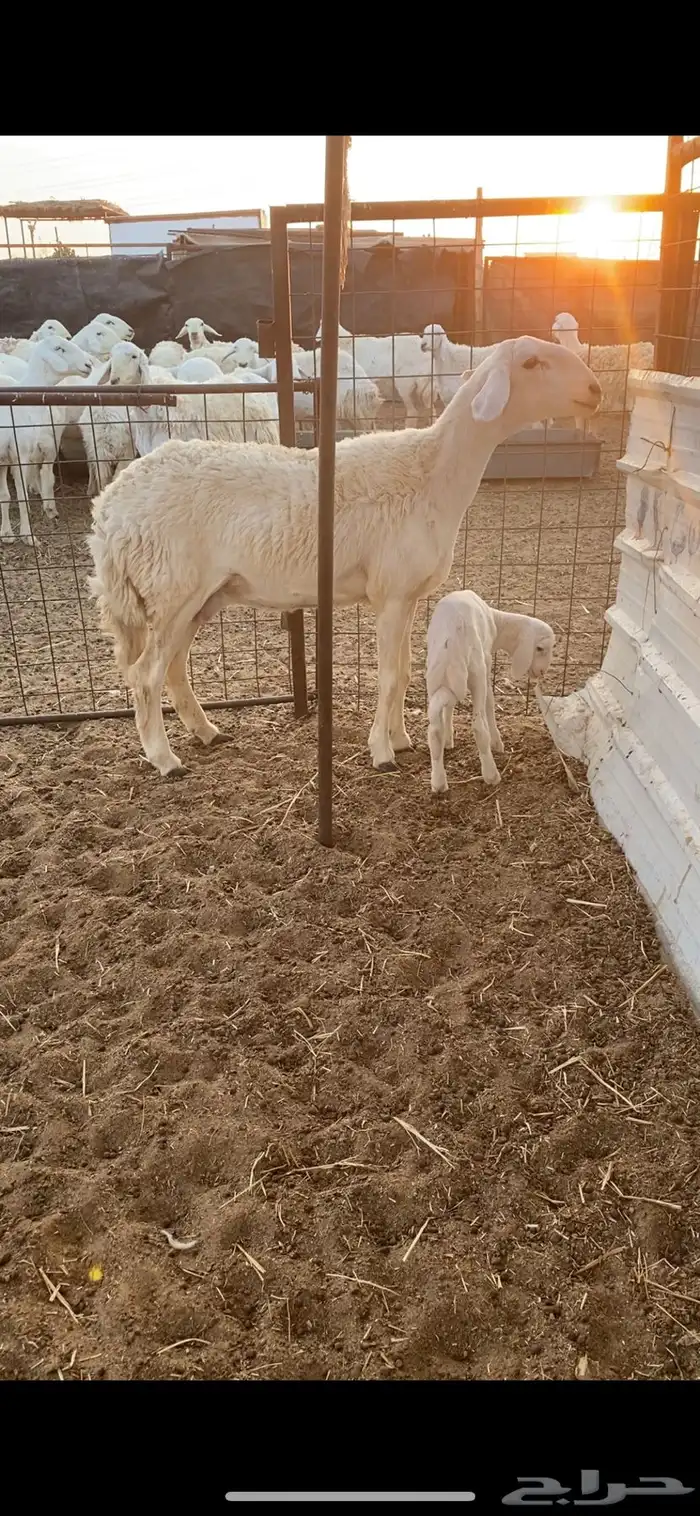 جذعه حريه خلفه صنف الصنف .. 1