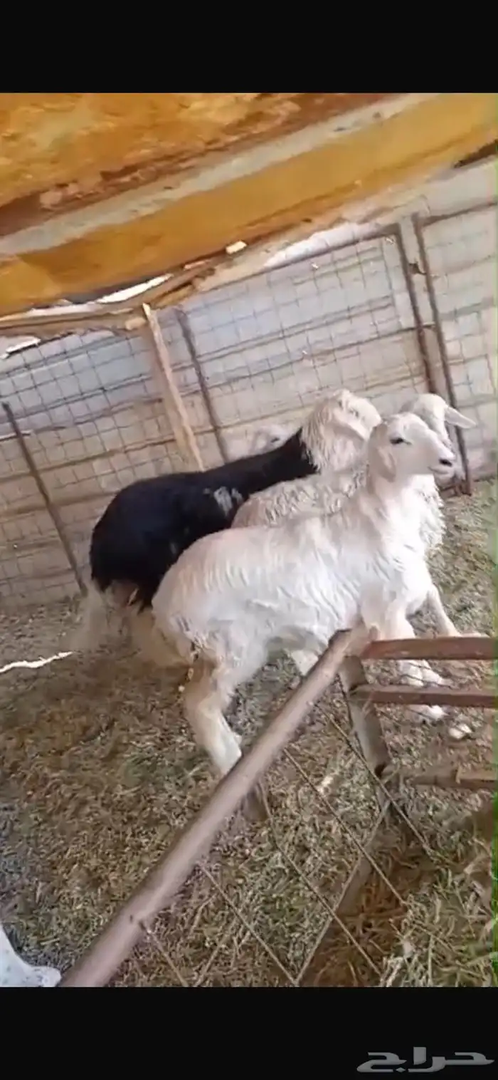 خرفان نجدي خرفان حريه ي ورخل حريه وجفره عارضيه كلها فل شحم 3