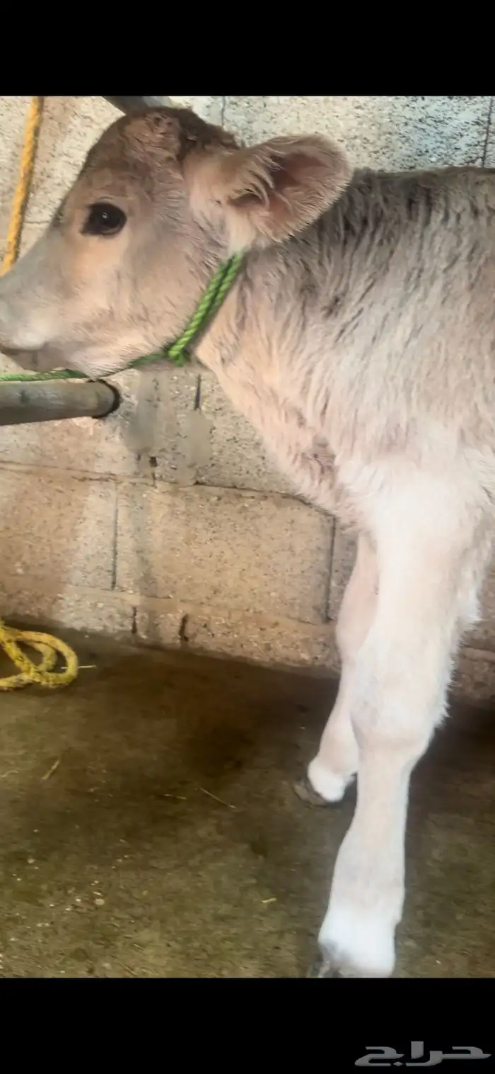 بقره المانيه 2