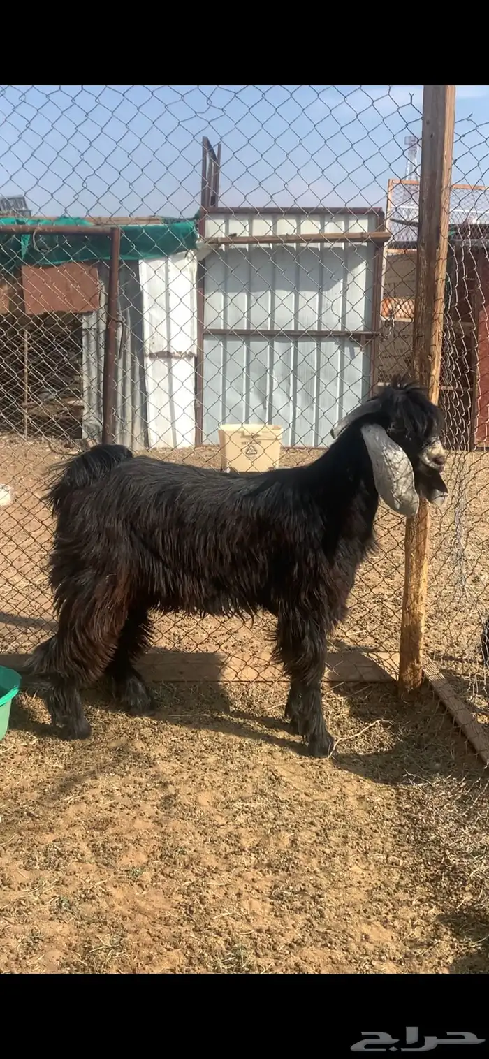 للبيع تيس عارضي جذع العمر 10 شهور تقريبا 7