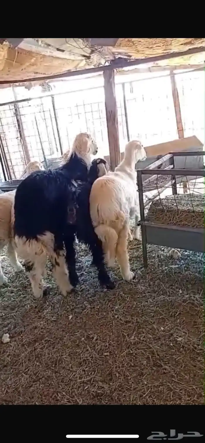 خرفان نجدي خرفان حريه ي ورخل حريه وجفره عارضيه كلها فل شحم 5