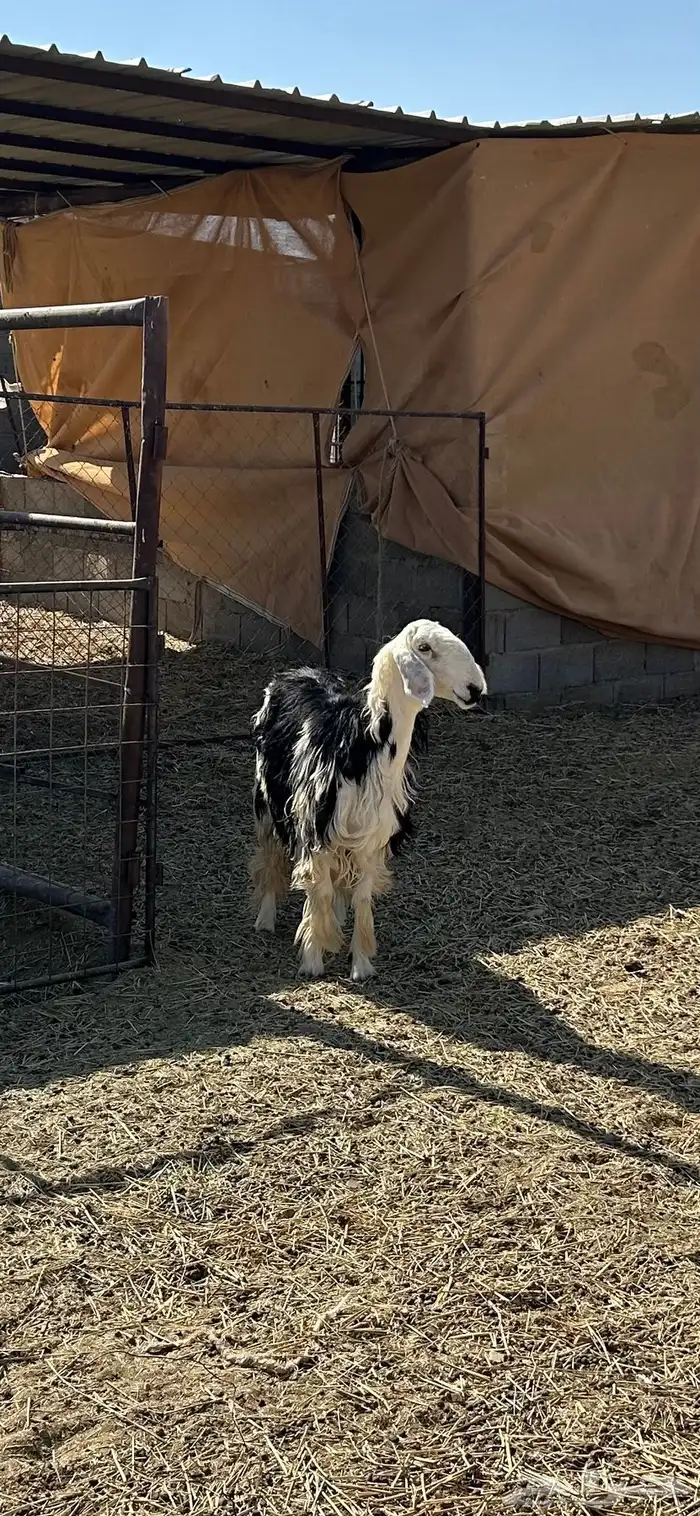 نجديه ثنيه دافع شرط 3