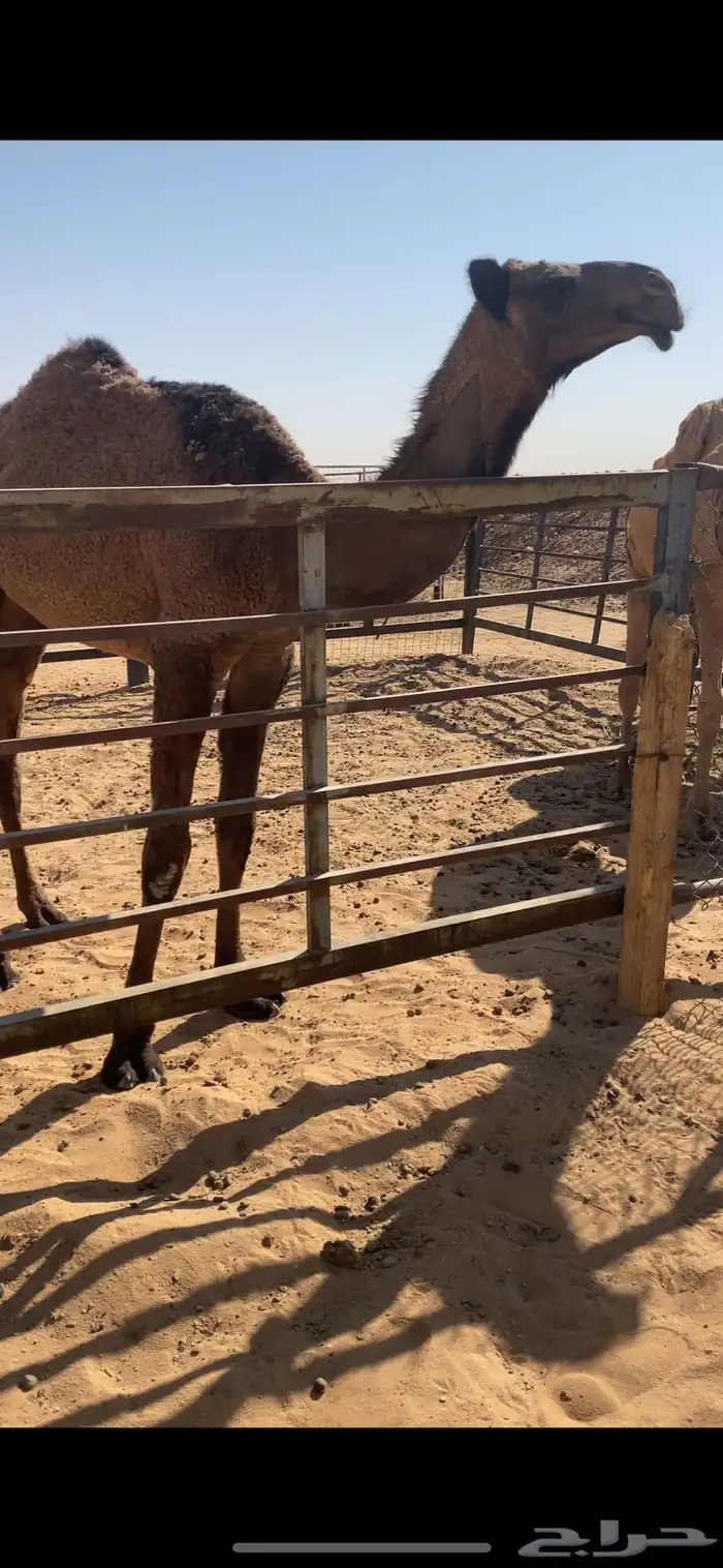للبيع فحل ولد غرنوق من ابل الامير سلطان بن محمد 5