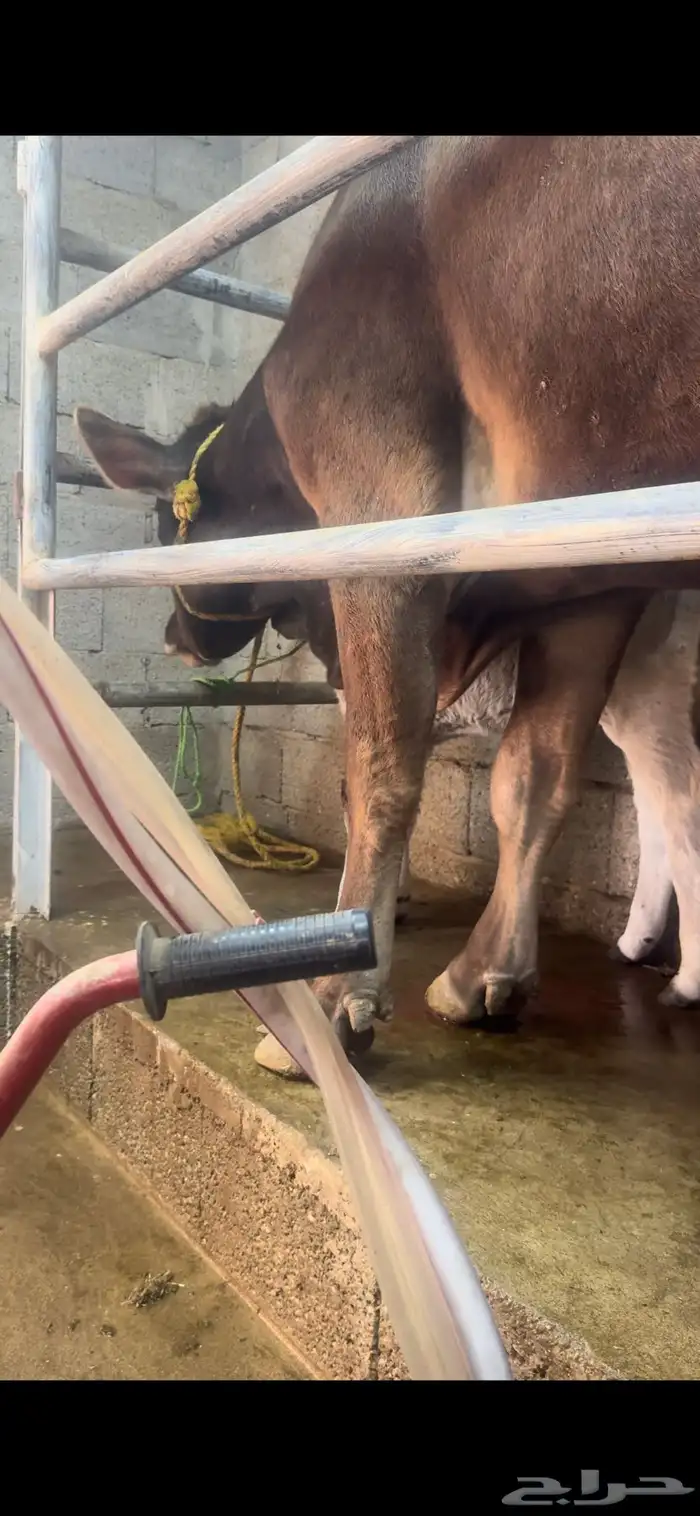 بقره المانيه 6