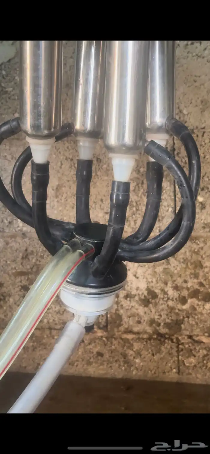 بقره المانيه 1