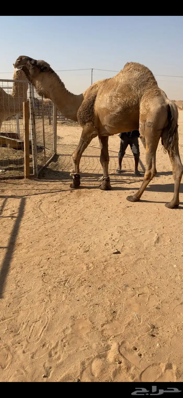 للبيع فحل ولد غرنوق من ابل الامير سلطان بن محمد 2