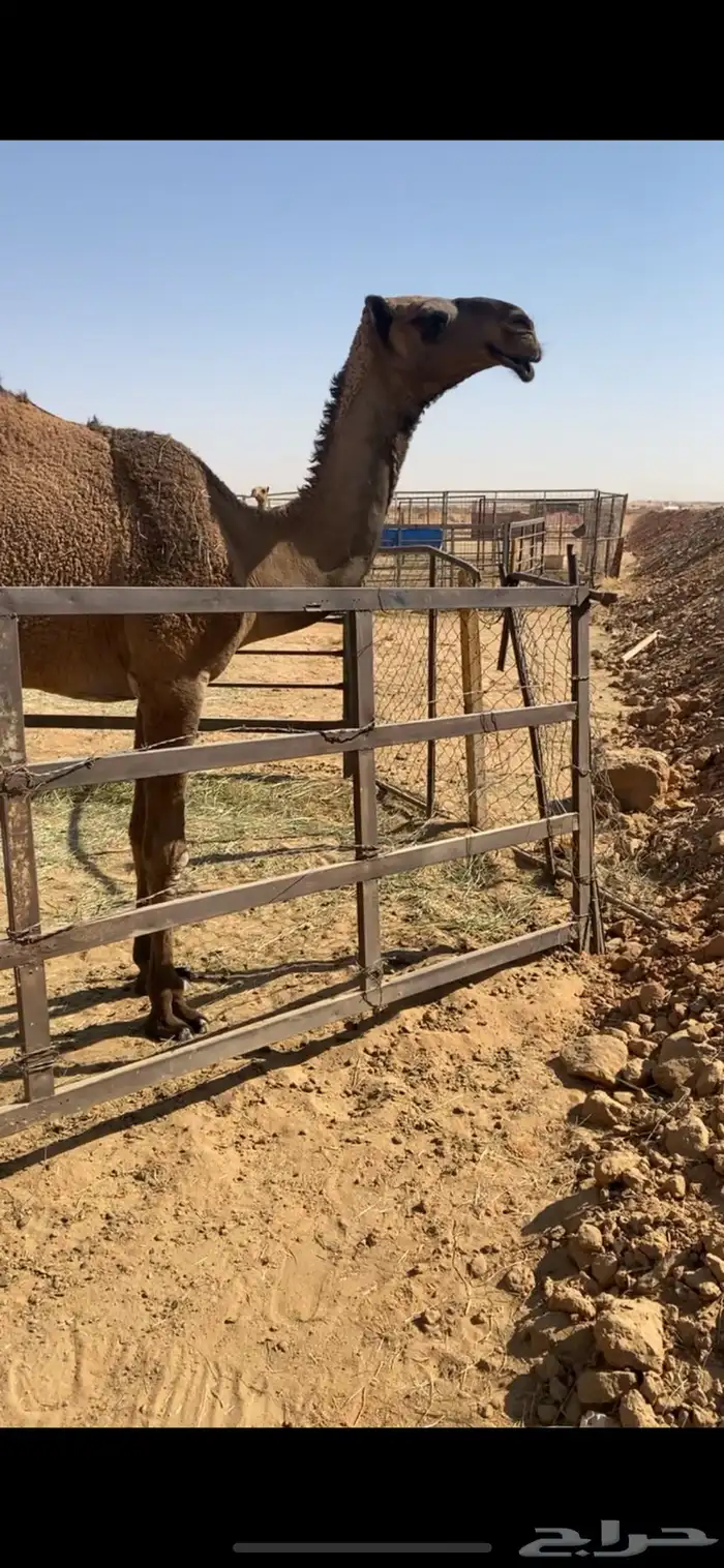 للبيع فحل ولد غرنوق من ابل الامير سلطان بن محمد 7