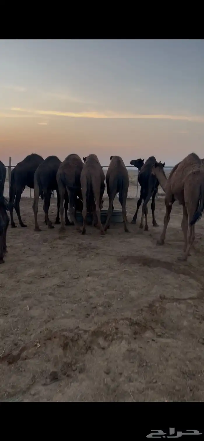 قعدان لبانيه تحت امهاتها 0