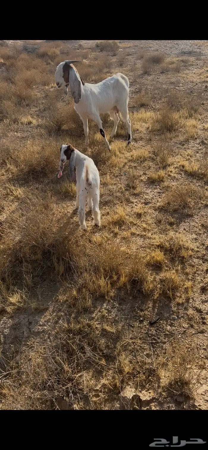 معزا مواليد 0