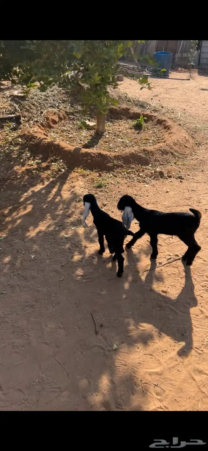 ذواغير للبيع 5