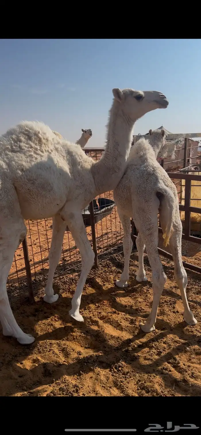 قعدان للبيع 1