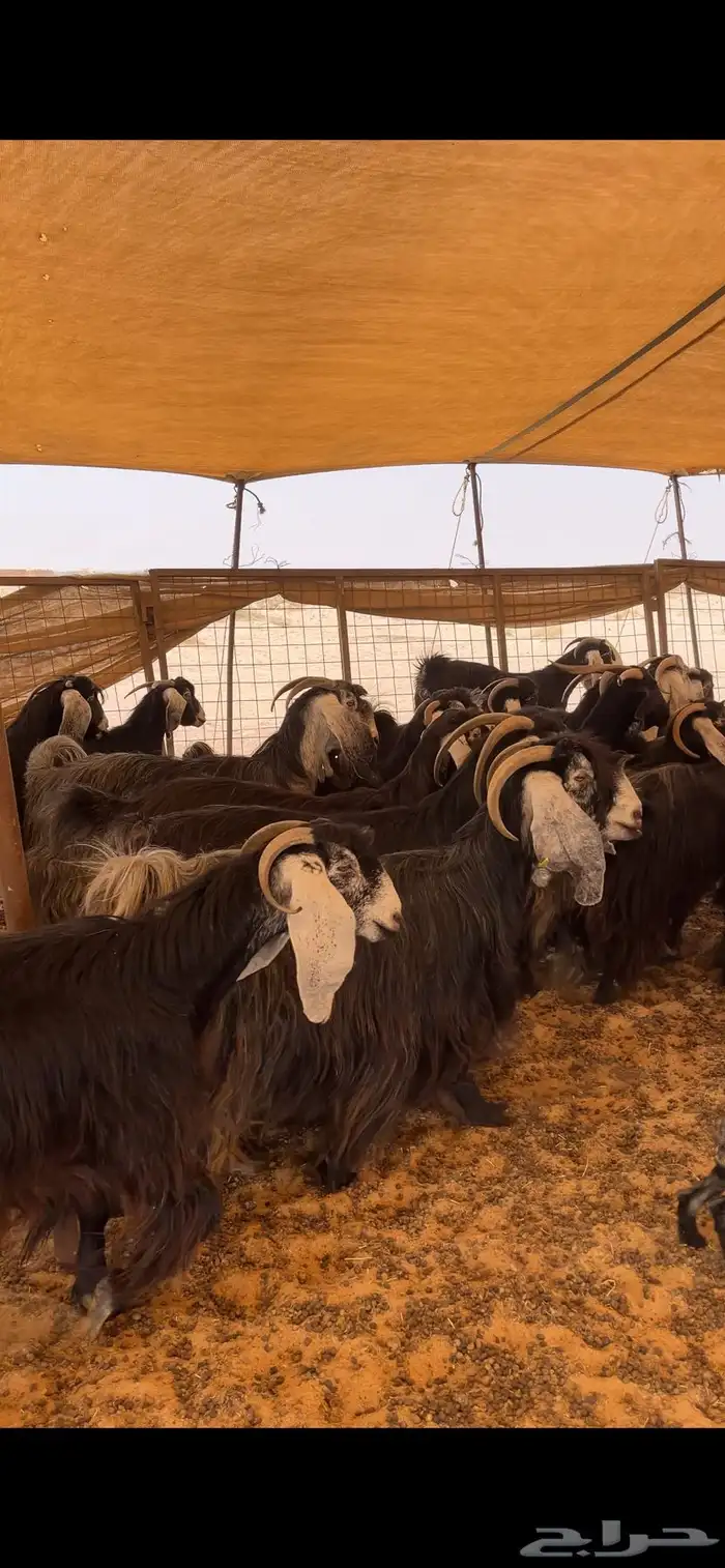 معزا عوارض خلفات 1