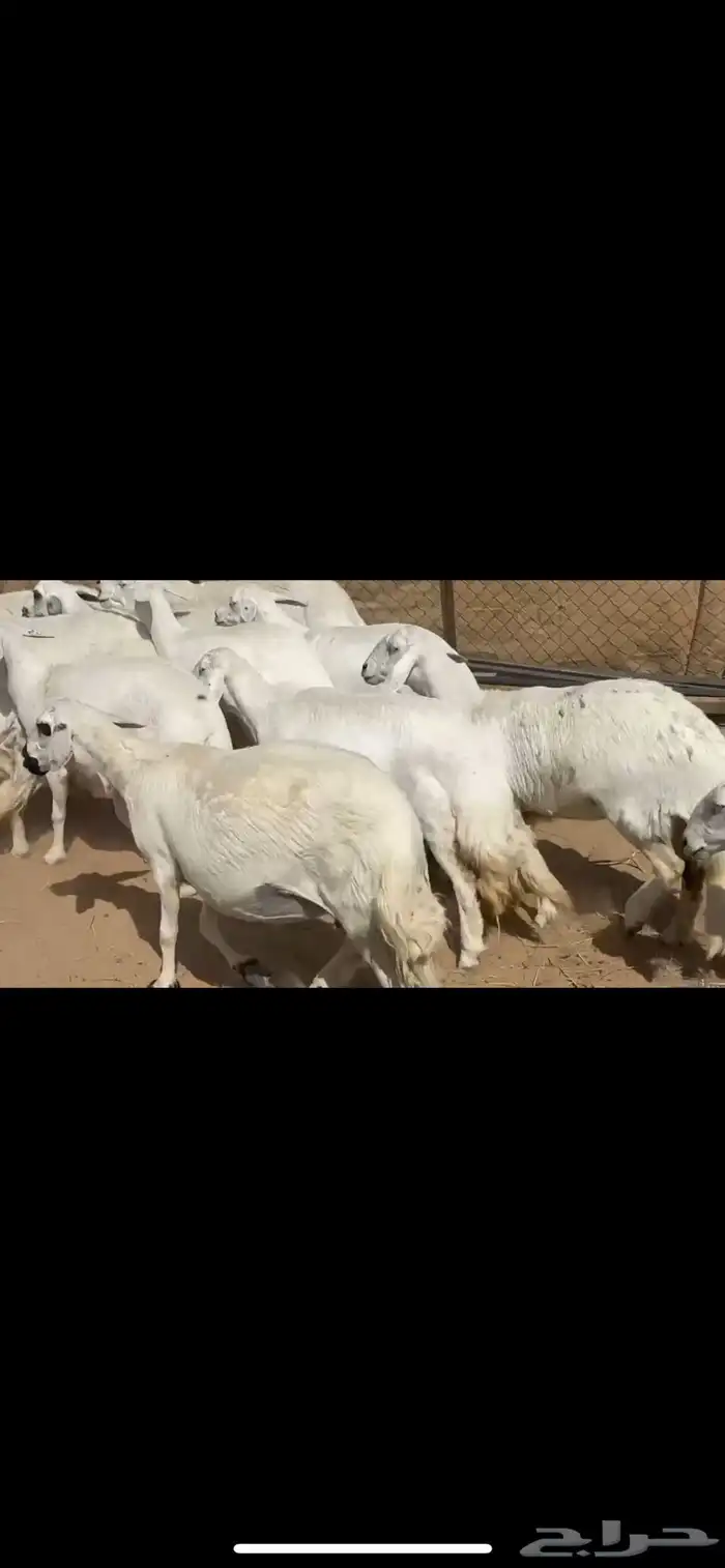 ضان حرش صنف الصنف 4