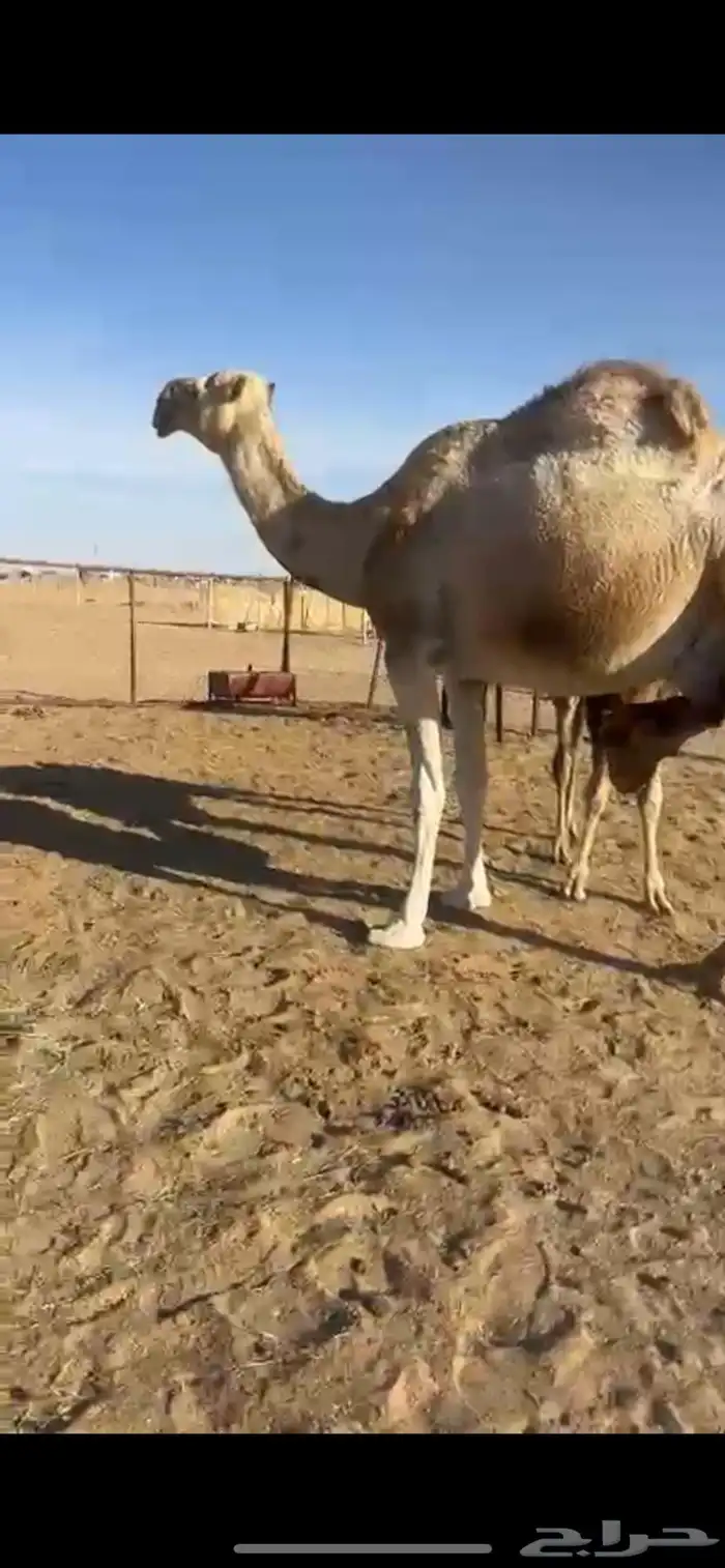 خلفه مناح رقم واحد تعبي سطل 0