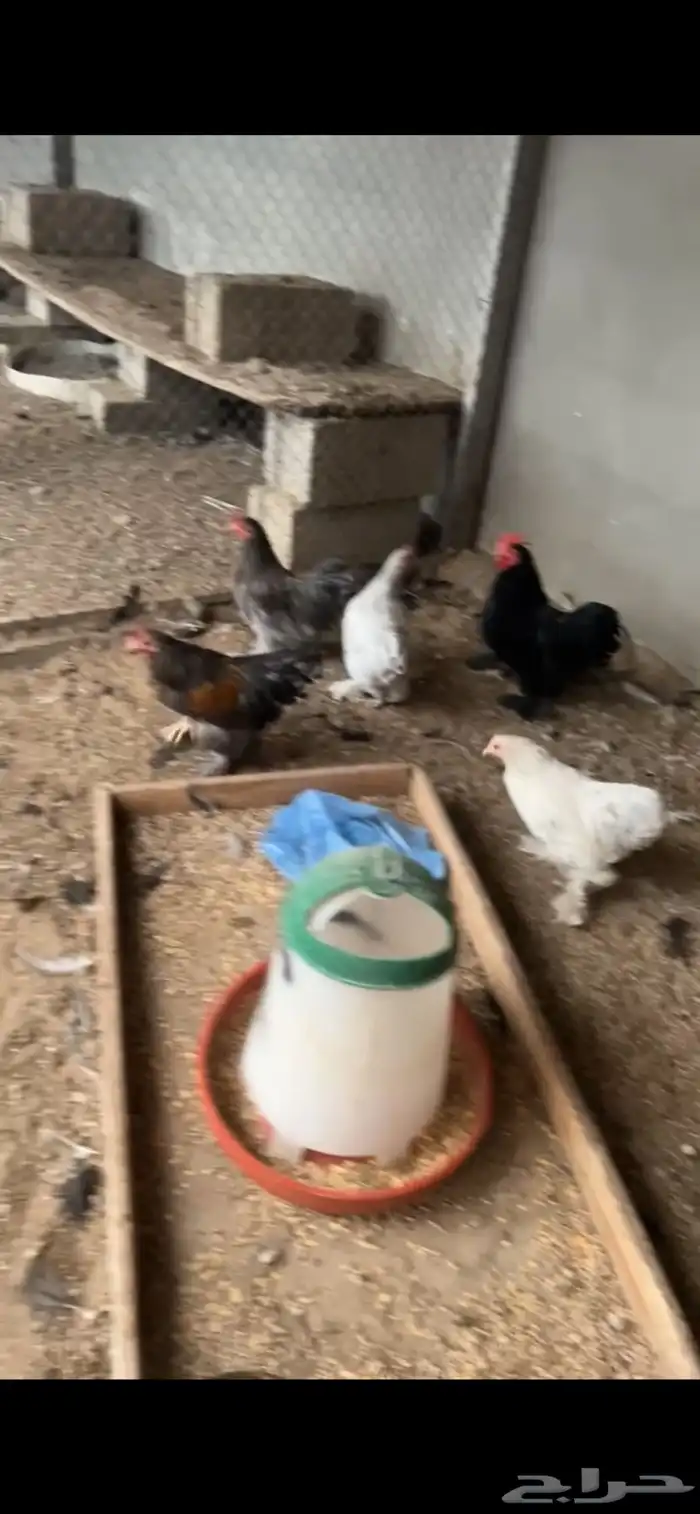 للبيع دجاج و ديوك كوشن 4