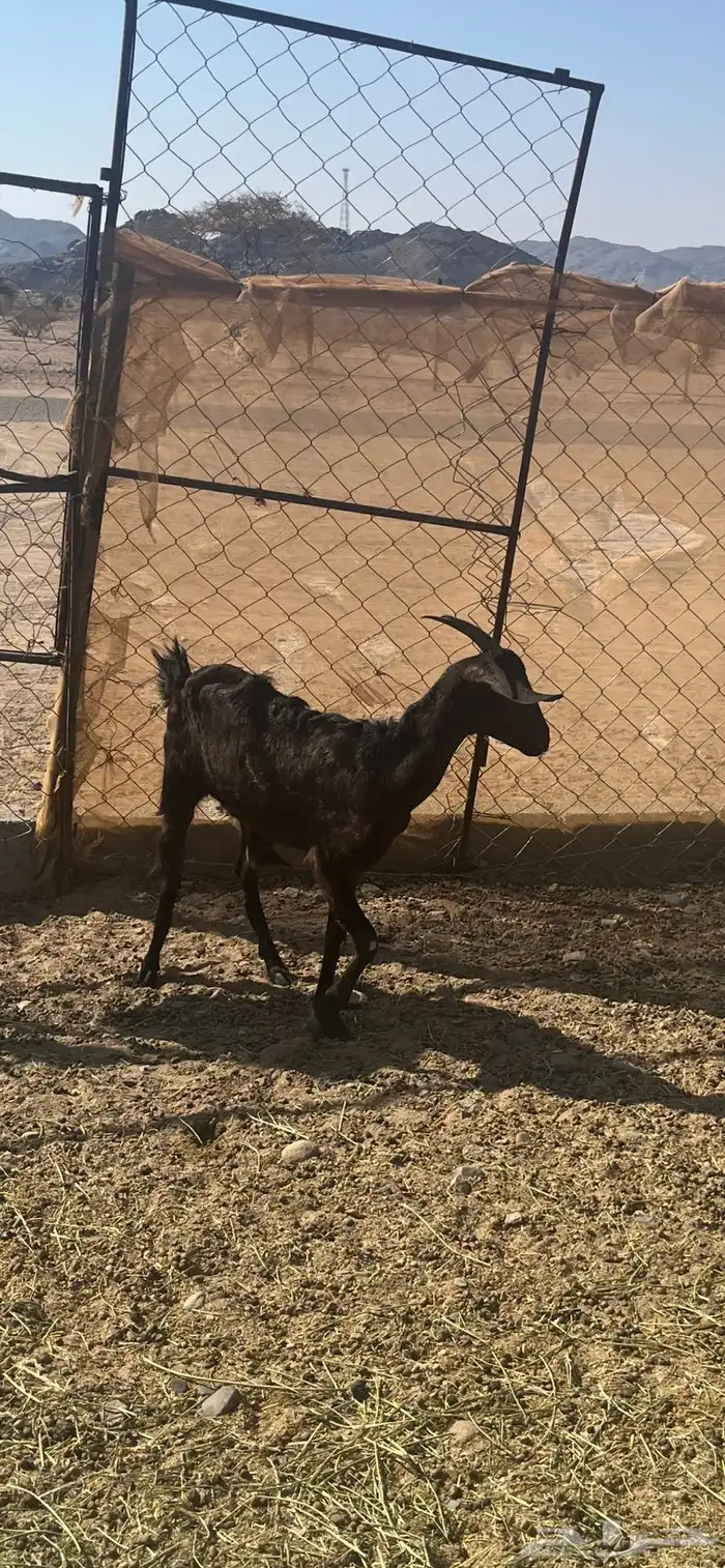 عنز ثنيه السلامه شرط 1