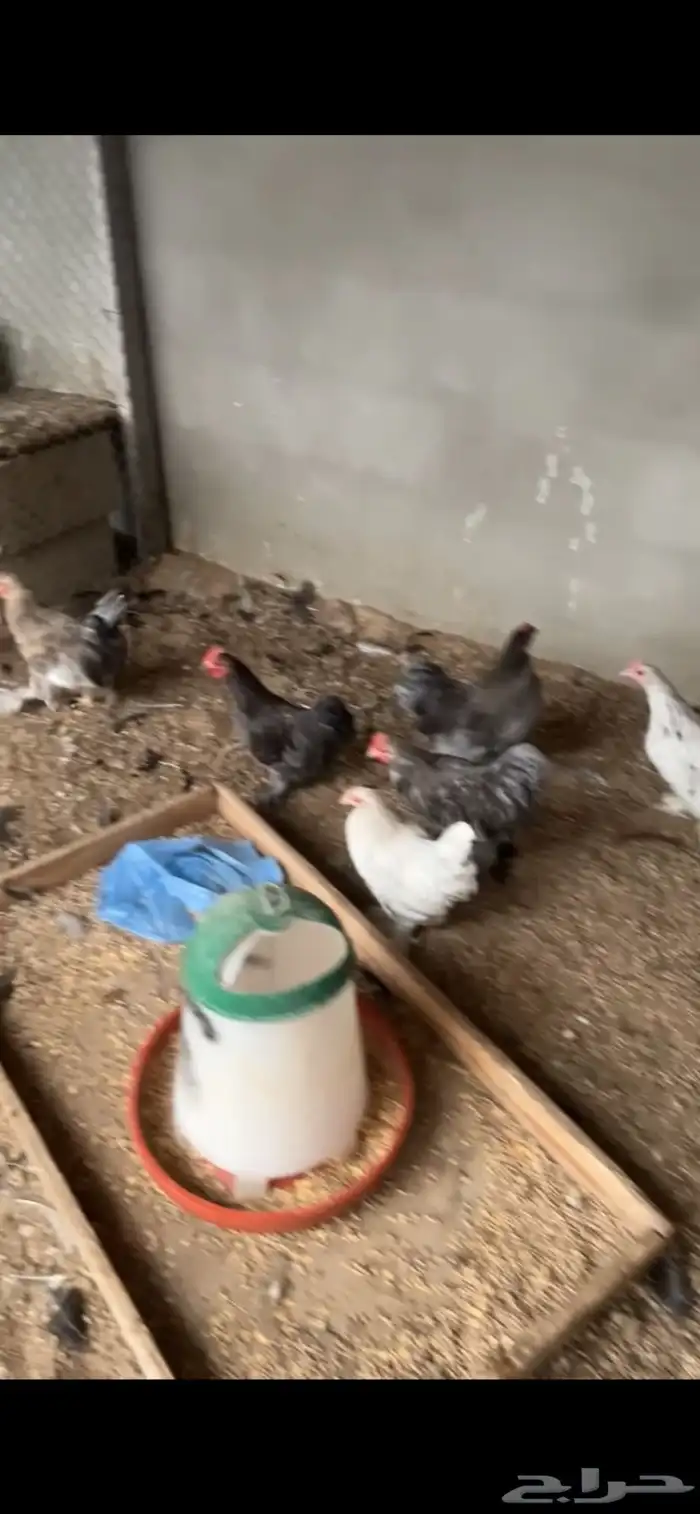 للبيع دجاج و ديوك كوشن 3
