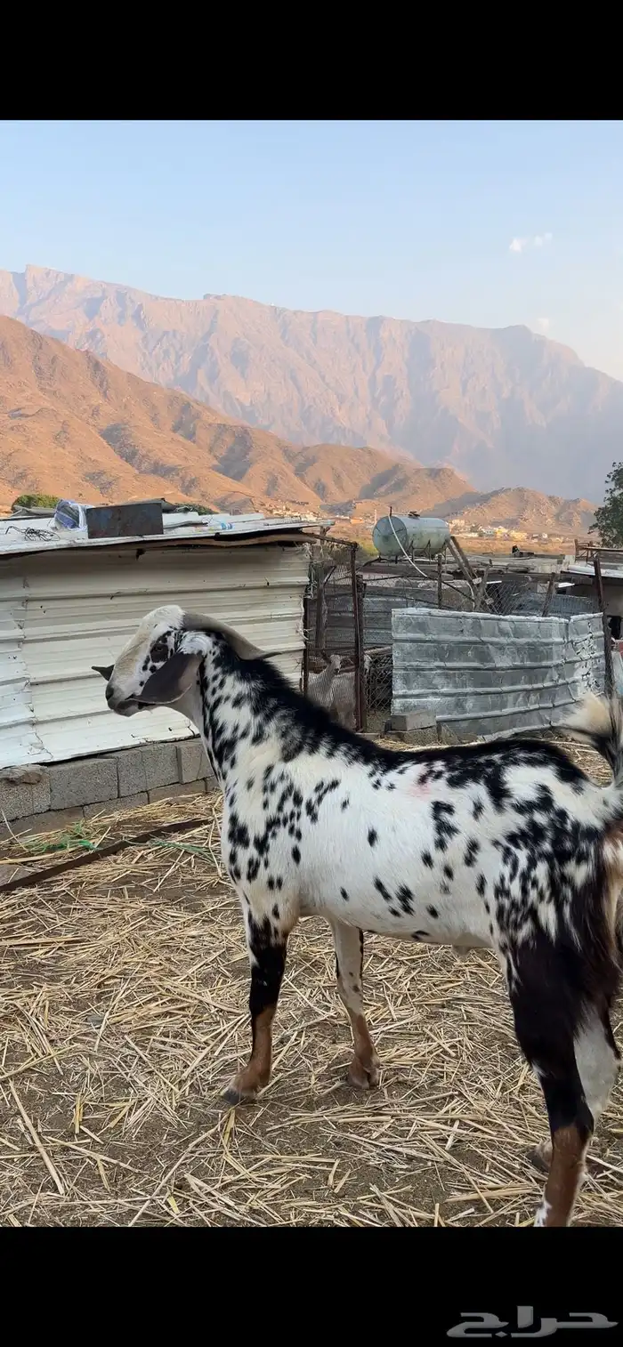 تيس فحل للبيع 2