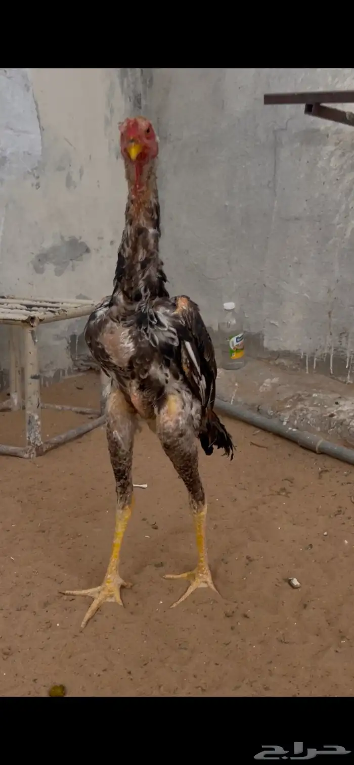 ديك ودجاجه شامويباني 5