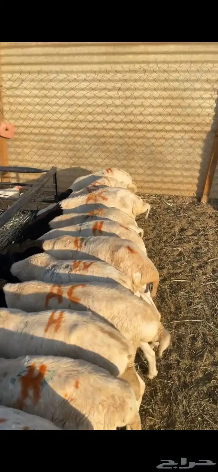 برابر جذعان تربيه العدد19 0