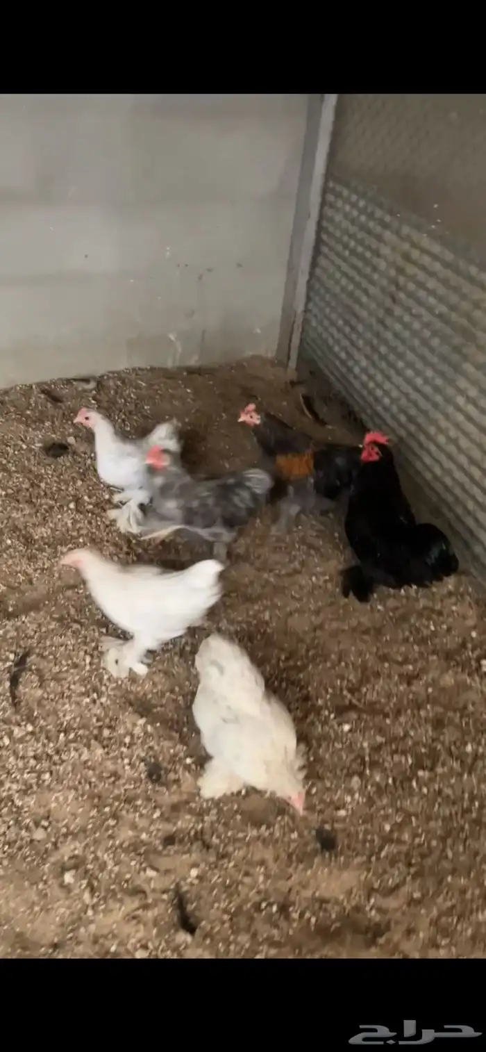 للبيع دجاج و ديوك كوشن 0