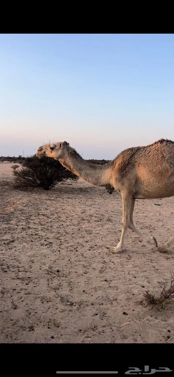 4 ضرايب للبيع 2