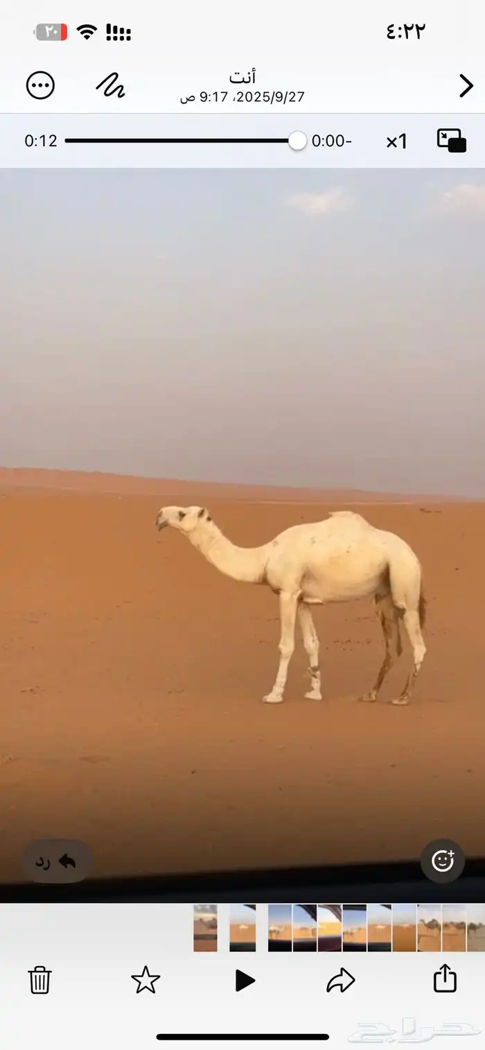 للبيع البعير 0