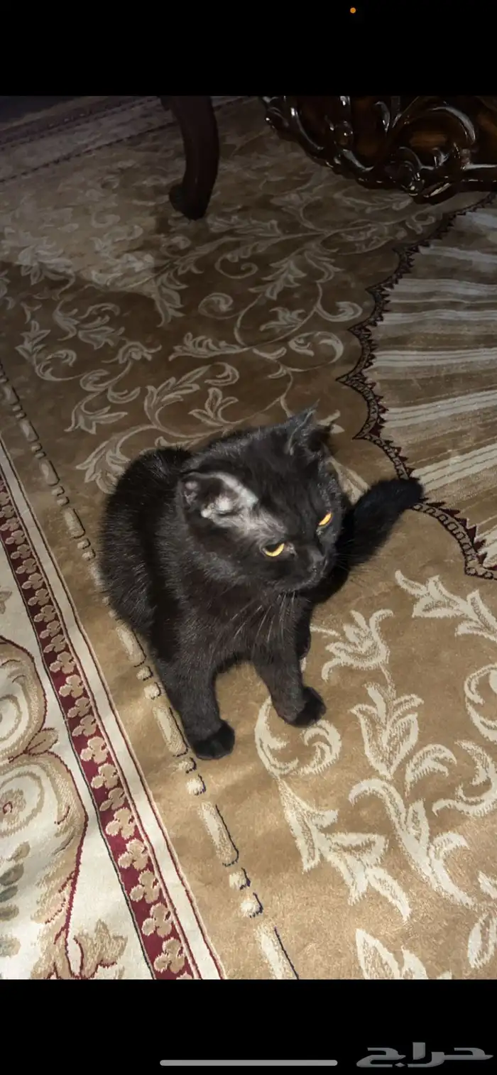 قطة مفقودة 5000 ريال مكافئة 1