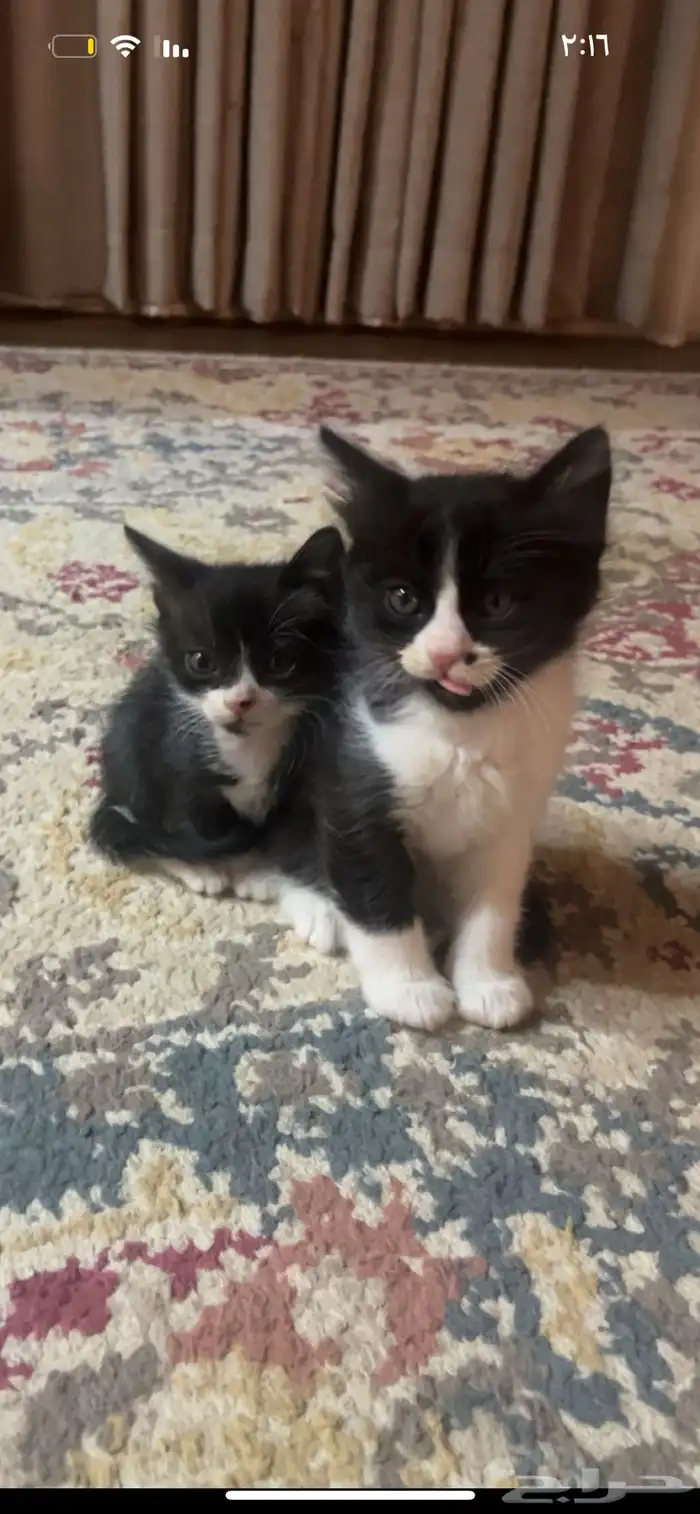 قطتين لتبني كلهم ذكور 0